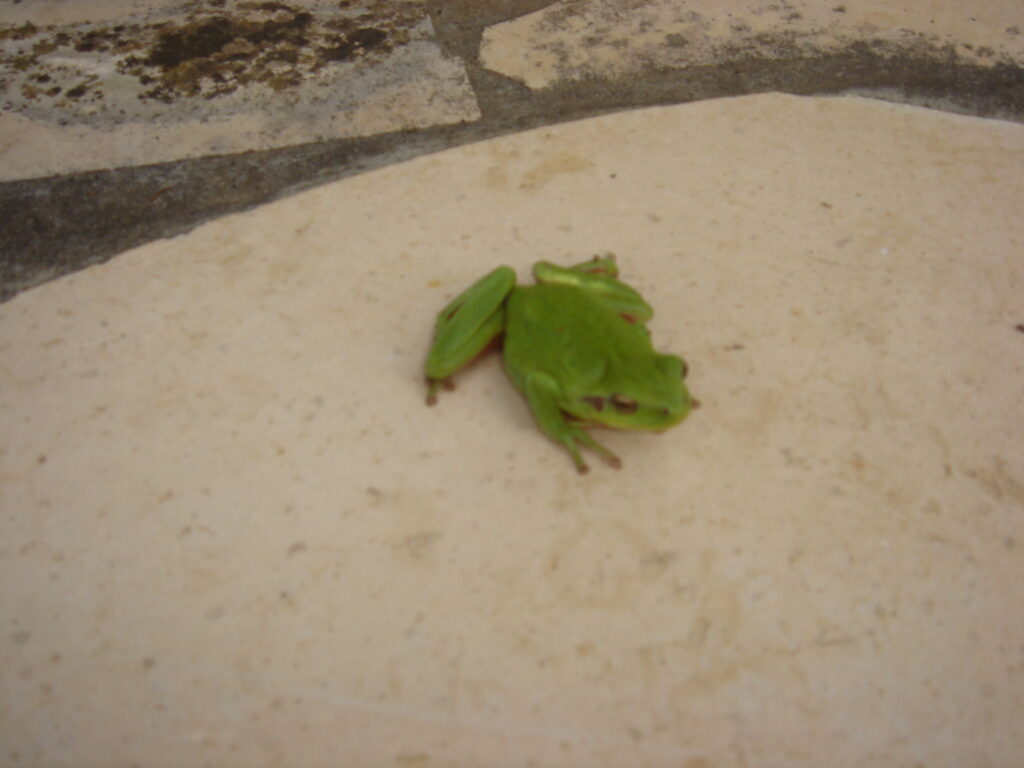 Moulin les Rainettes-août 2010 020